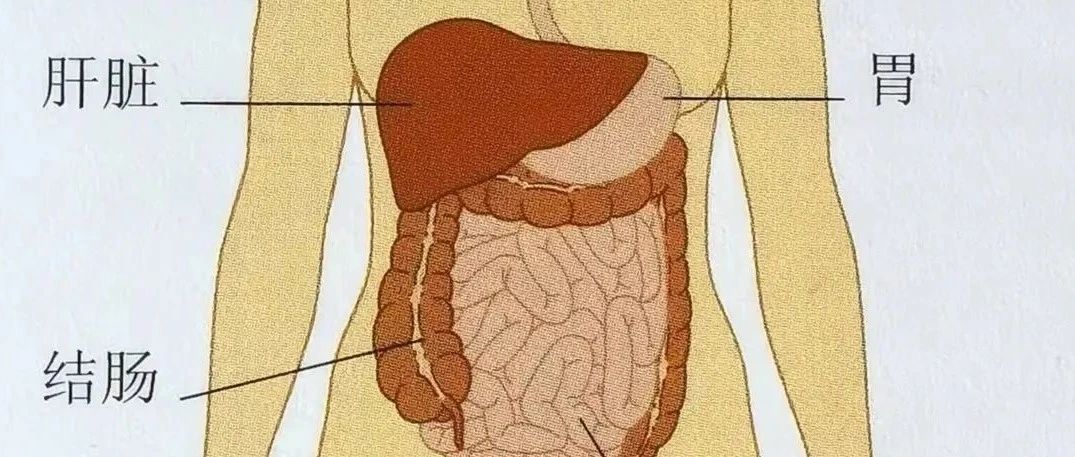 预防肝癌的新靶点