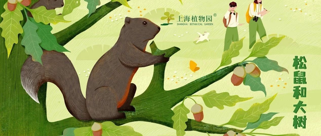 活动招募丨生物多样性主题活动——松鼠和大树