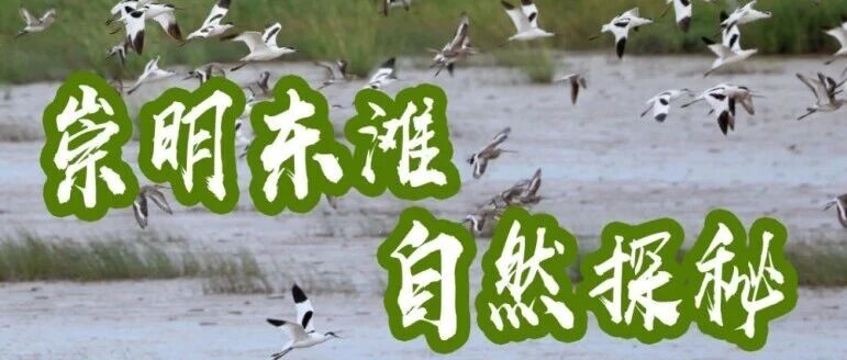 招募 | “崇明东滩自然探秘”海洋科普一日营来啦！