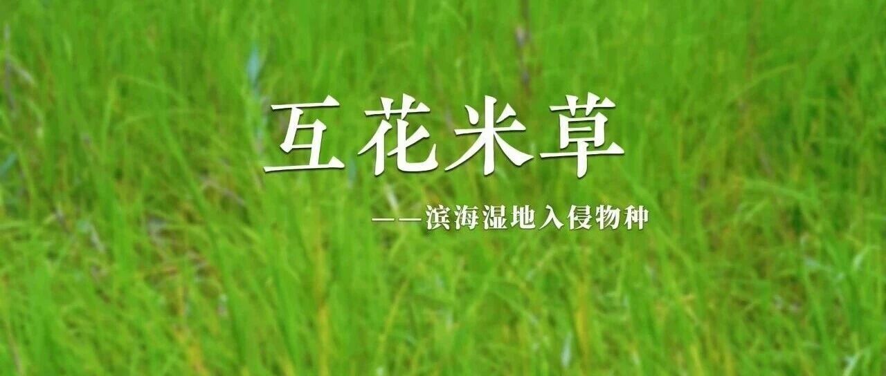 “滨海湿地入侵植物——互花米草”海洋生物多样性科普短视频