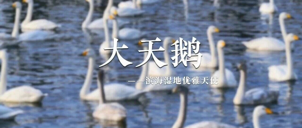“滨海湿地优雅天使——大天鹅”海洋生物多样性科普短视频