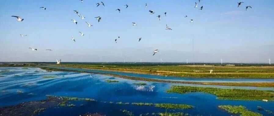 从智能识别到基因解码，申城生物多样性调查模式正全面革新 科技利器让“绿色家底”更清晰