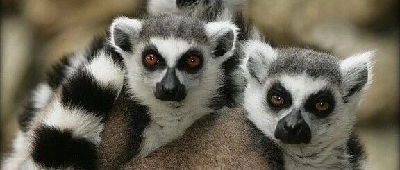 活动招募 | 园艺大讲堂《灵长动物的社会形态》