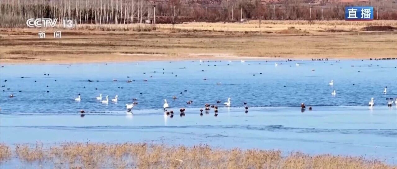 红碱淖迎来候鸟迁徙高峰 保护区多举措温情护航