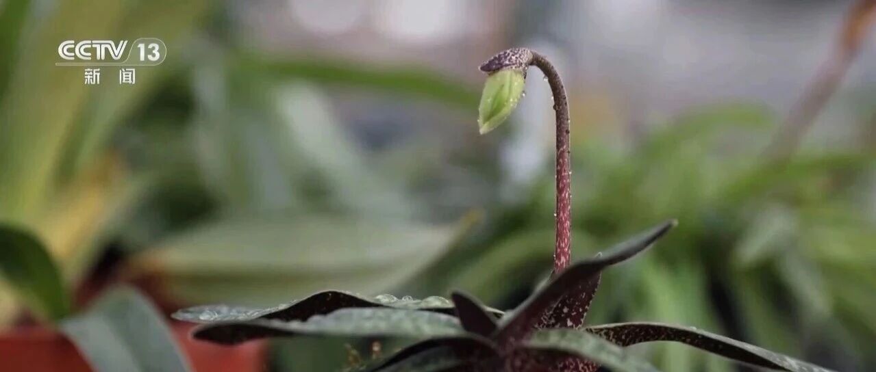 “十四五”我国300余种濒危植物野外回归 “生命方舟”加速完善