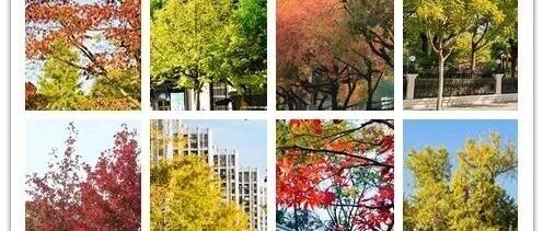 【探索】跟着2025上海秋叶地图，来一场寻色之旅→