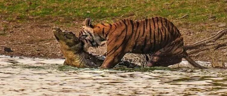 活动招募 | 园艺大讲堂《箭头虎王传奇·亲子教育戏剧工作坊》