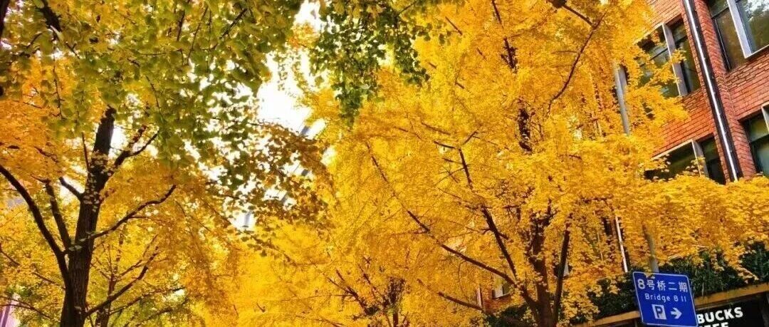 秋色浓度已拉满，谁还没偶遇申城街头的 “赤橙黄绿交响曲”？