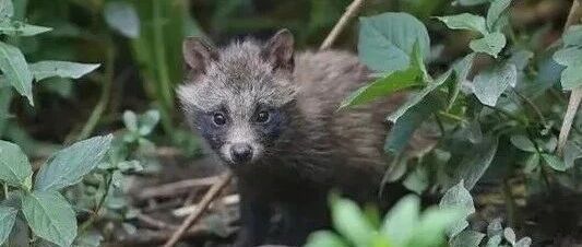 几千只国家二级保护动物和上海人做邻居，最新调查结果公布