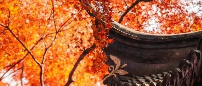 秋色限定！沪上园林已达颜值巅峰→