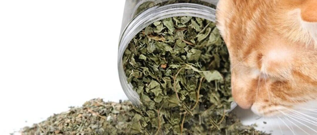 喵星人同款&ldquo;快乐神器&rdquo;，竟藏在绿化带？