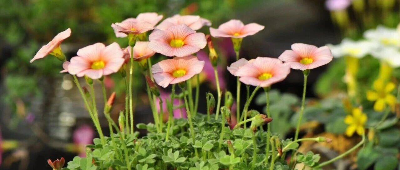 【基地活动】上海植物园活动招募&mdash;南非原产酢浆草的地上奥秘探索