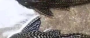 防治外来物种侵害&mdash;&mdash;清道夫