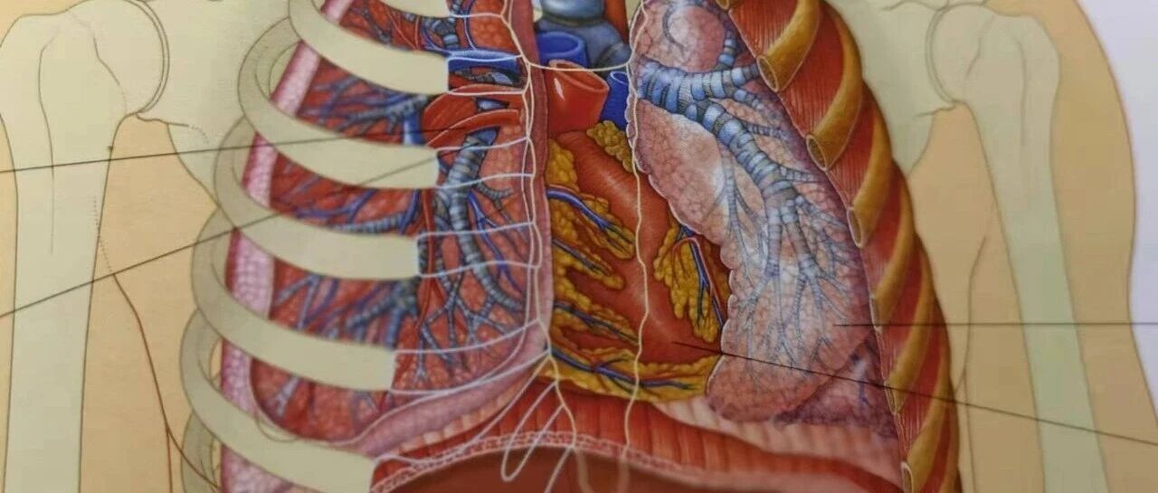 用心呵护好你的肺