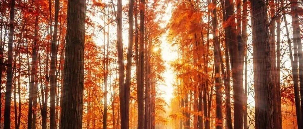 【沪上自然秘境】漫步林间栈道，上海这片水上森林迎来最佳观赏期！