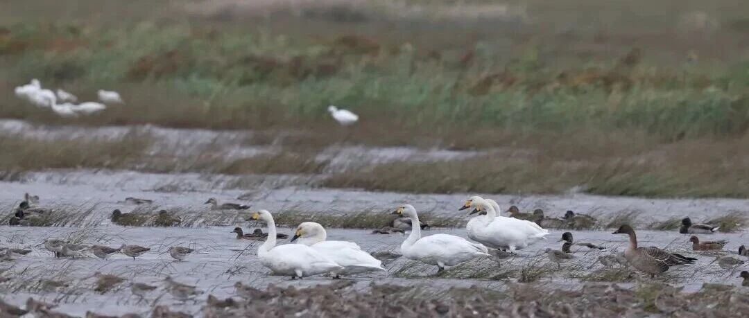 【物种日历】冷空气启幕迁徙季，候鸟飞抵崇明东滩&rarr;