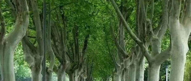 园林绿化中的明星树&mdash;&mdash;法桐