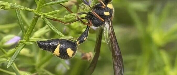 全球仅存1/200的虫子佘山现身！上海昆虫家谱一年多了246位新成员