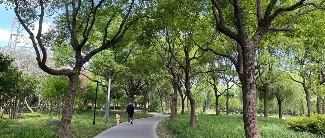 香樟：四季常青的城市守护者
