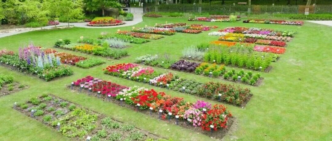 第六届上海市花坛花境植物质量评比大赛报名开启