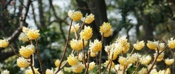 纸币的原料正在上海的路边开花！