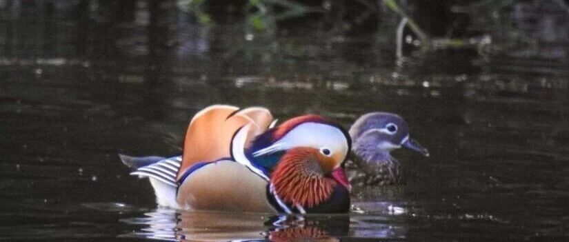 带上这份观鸟指南，去金海湿地解锁109种鸟类的城市生态密码&rarr;