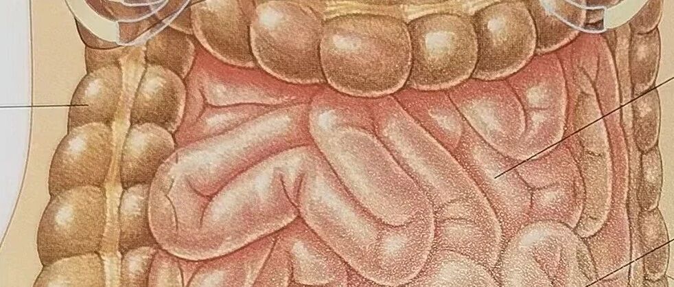 关注老年人的肠道菌群