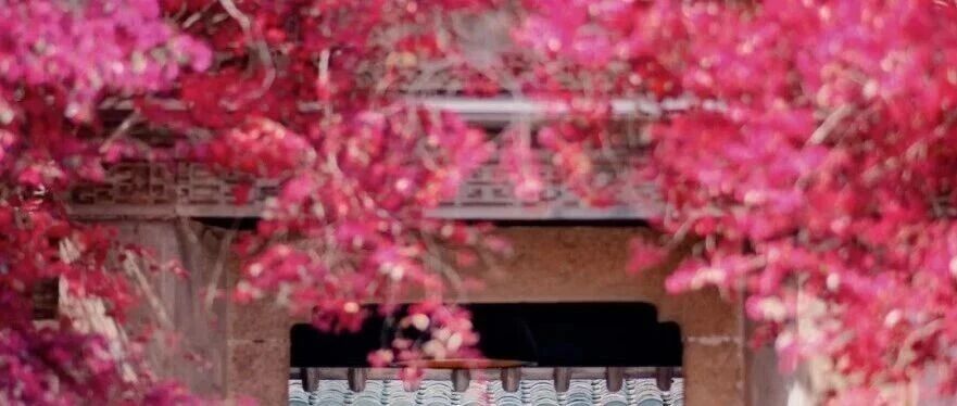 上海春日画卷再添绚丽一笔：木瓜海棠将迎观赏期，这些树惊艳一整个春天！