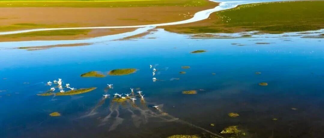 &ldquo;共抓大保护&rdquo;绘就珍稀濒危物种保护崭新画卷 | 长江经济带国家级自然保护区生态环境保护成效①