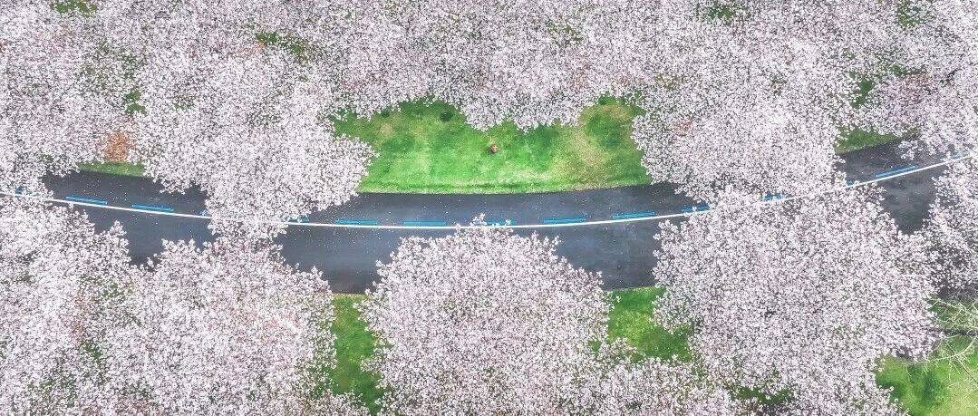 辰山樱花进入盛花期！李建戌研究组解析黄酮调控密码，助力农业创新