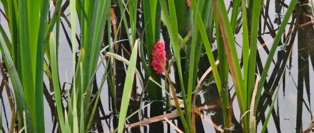 别吃！寄生虫达上千条，近期正大量出现