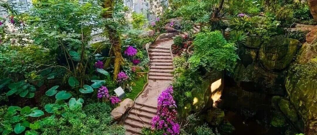 热带雨林+1！上海这些秘境绿意拉满