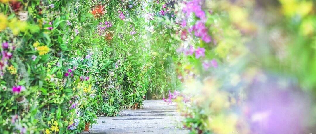 &ldquo;海上兰韵&rdquo;2026上海国际花卉节上海辰山植物园兰花多样性展示活动启幕