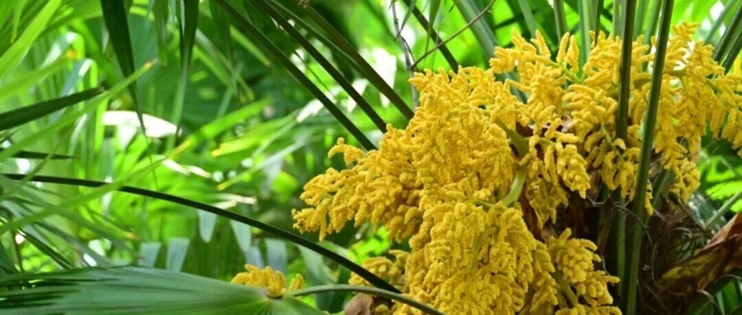 低调的绽放 | 那些不起眼的植物之花