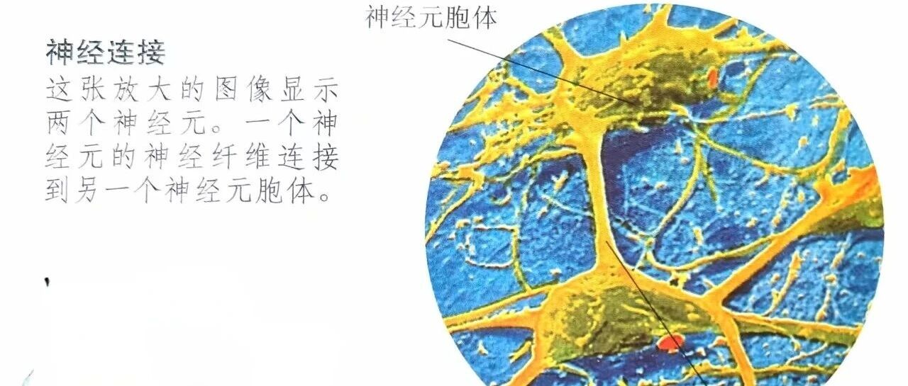 预防认知衰退的新观点