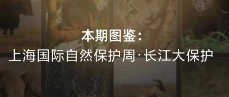 自然保护周携手蚂蚁森林，探寻长江旗舰物种